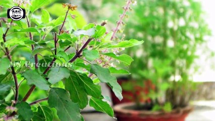 വീട്ടില്‍ നട്ടു വളര്‍ത്തേണ്ട ഔഷധ ചെടികള്‍ Malayalam Health Tips