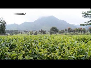 NET24 - Aneka Teh dan Manfaatnya