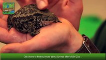 Meet Animal Man Mini Zoo Team _ Moasdbile Petting Zoo _ Childrens Part
