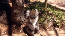 Cute Koalas Playing  Funny Koala Bears [Funny P