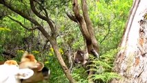 Cute Koalas Playing  Funny Koala Bears [Funny Pets]