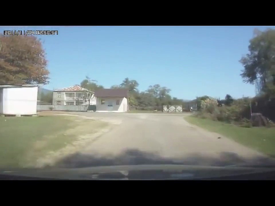 HOLY COW! Car smashes into cattle on the road [COWS CAN FLY]