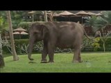 Wisata bermain Gajah Bali - NET12