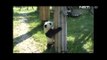 NET5 - Tingkah lucu bayi Panda di Cina