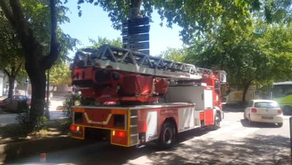 Tarihi Çınar Ağacında Mahsur Kalan Yavru Kediyi İtfaiye Kurtardı