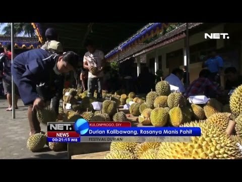 NET24 - Festival Durian Kalibawang di Yogyakarta
