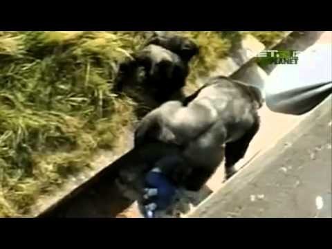 NET17 - Hewan-Hewan yang menyelamatkan manusia