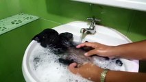 Un séjour en thalasso pour chiens