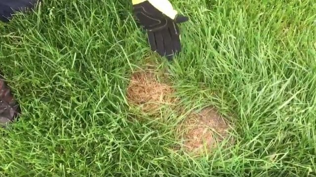 Un nid de bébés lapins dans la pelouse