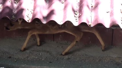 Tedavi Edilen Yavru Karaca Doğaya Salındı