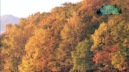 20170617 Wild Hokkaido!「洞爺湖」日本語字幕版