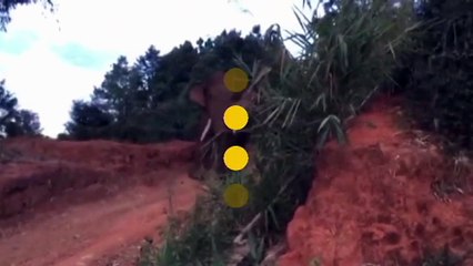 Chine : un éléphant sauvage pénètre dans un village du Yunnan