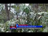 NET17-Tanaman Kopi dan Kakao di Kediri Mati Terkena Abu Vulkanis