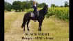 Black Night - hongre ONC 6 ans - Ecurie R LLEDO