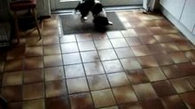 Puk