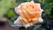 ...  Tea Roses at Highland Hill Farm      The Peace Rose