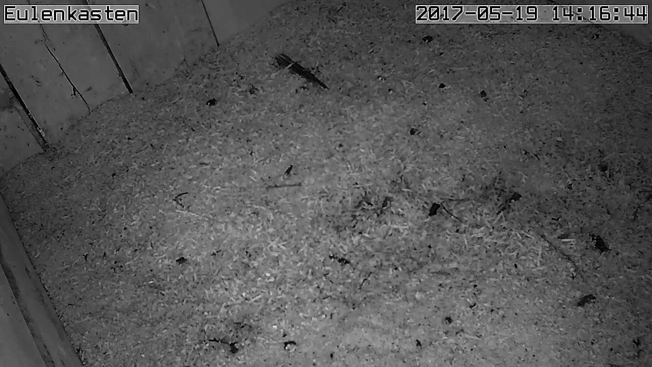 Turmfalken, 19.05.2017 #3