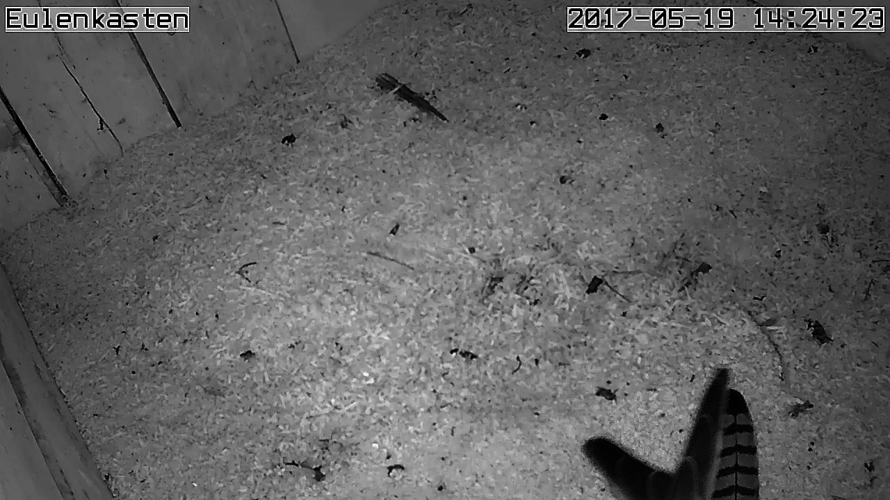 Turmfalken, 19.05.2017 #4