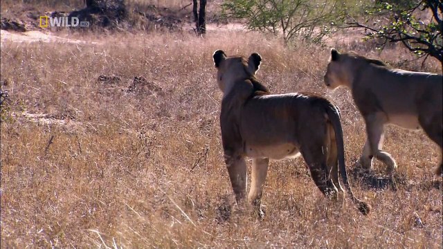 Big Cats Of The Timbavati Ep 1 (National Geographic)