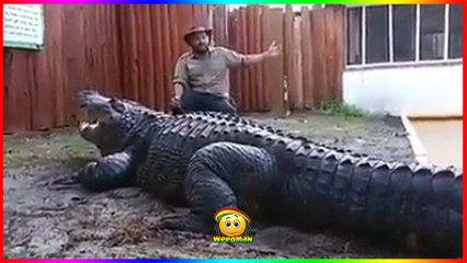 Cet homme fait preuve d'un courage incroyable pour s'asseoir près d'un crocodile géant !