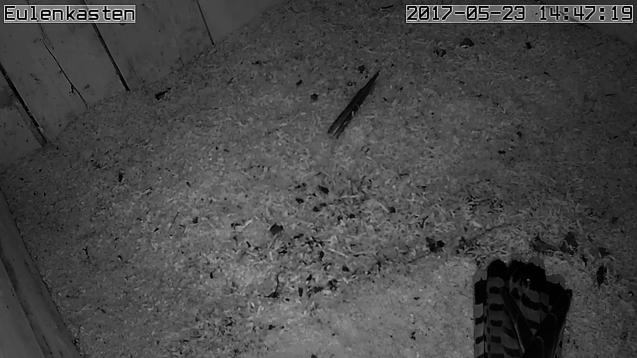 Turmfalken, 23.05.2017 #3