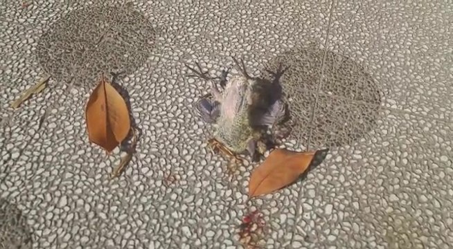 Andria: due grossi pulcini morti in Corso Cavour