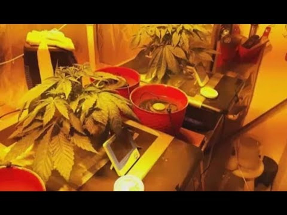 Napoli - Serra di marijuana dietro l'armadio, arrestata coppia a Ponticelli (17.06.17)