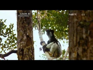 Скачать видео: NET12 - Lemur primata asli Madagaskar yang keberadaanya mulai punah