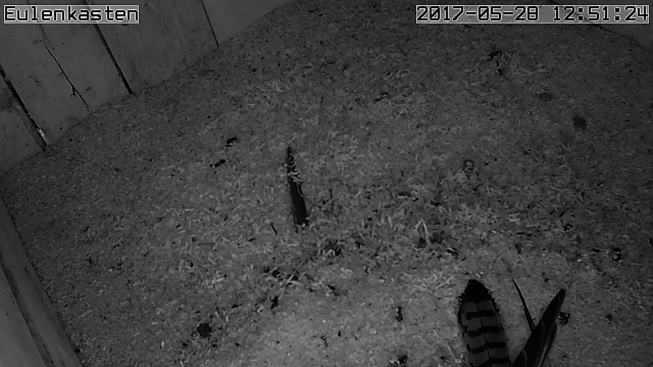 Turmfalken, 28.05.2017