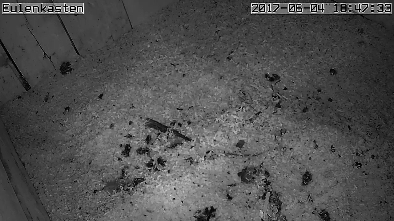 Turmfalken, 04.06.2017