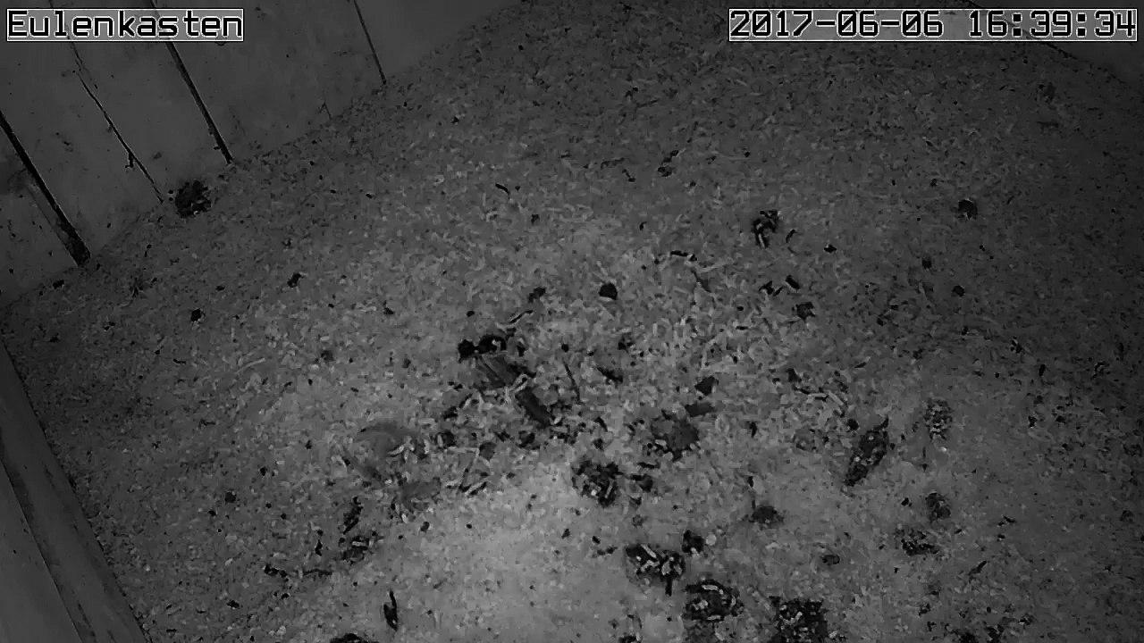 Turmfalken, 06.06.2017