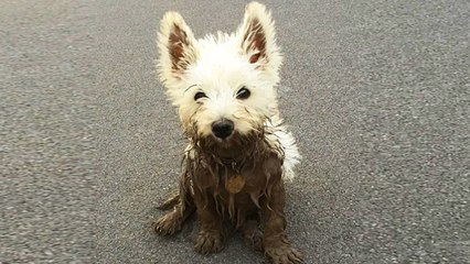 30 Reasons You Should Never Let Your Dog Play In The Mud