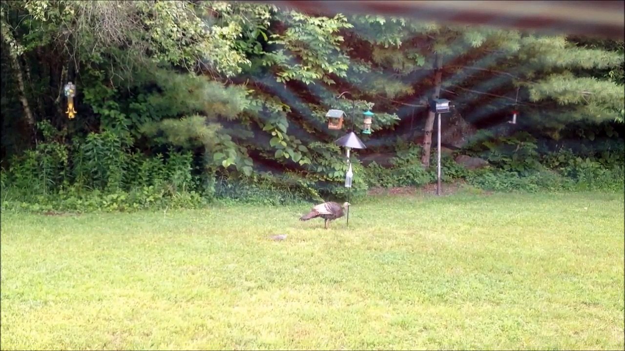Wild Turkey at the Feeders