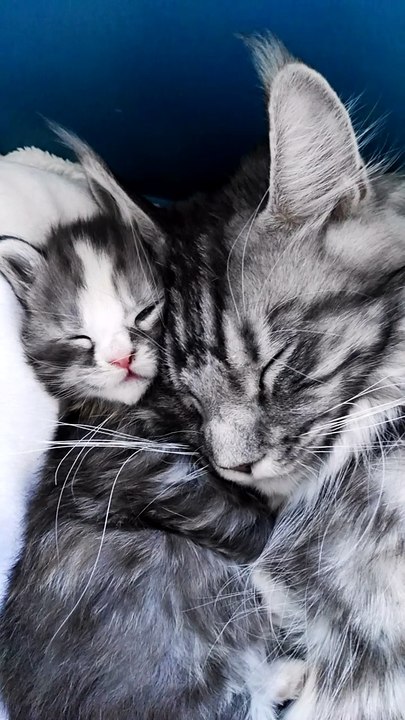 Chatons Maine coon Black Silver