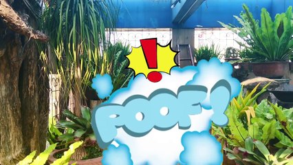 Moana vs Tamatoa Crab + Pet Pua + Mermaid + Hei Hei