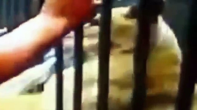 [MP4 360p] MOST CRAZY Lion Attacks Human _ Most Shocking And Amazing Wild Animals Attack - (2017) Must see!