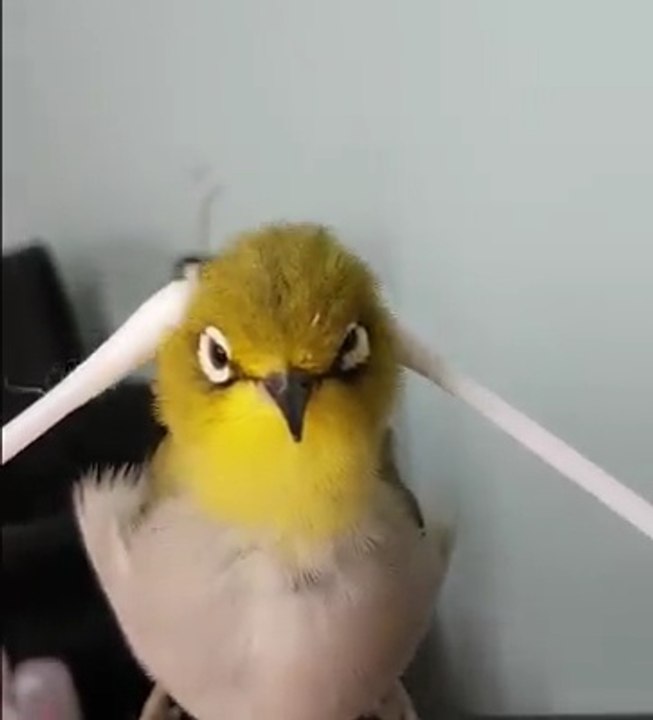 Bird enjoys petting