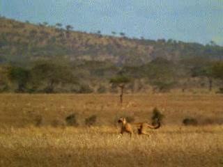 Le guépard, la gazelle et l'homme