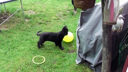 Puppy playing with balloon