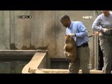 NET24 Uji Kemampuan Singa di Kebun Binatang Amerika