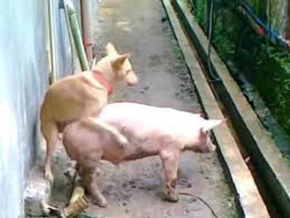 Mejor Momento Perros Apareamiento Cerdo