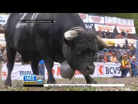 IMS - Perebutan gelar ratu diantara ratu sapi di Swiss