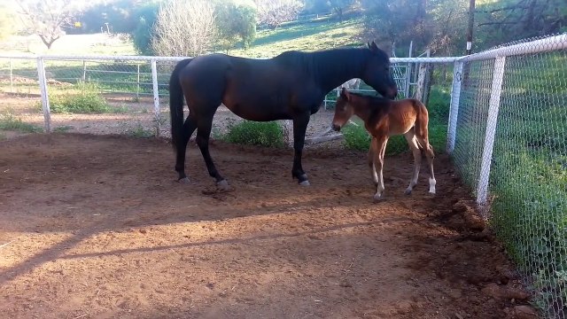 The Cutest Baby Animal Videos of 2016 Weekly Compilation | Funny Pet Videos