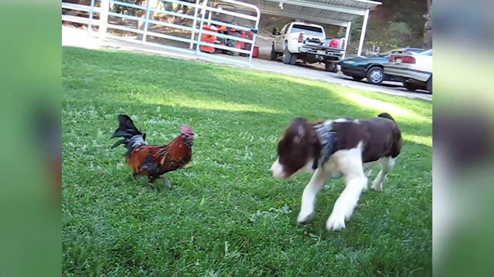 ⁣Funniest Pet Clips, Bloopers, Viral Videos & Outtakes Weekly Compilation | Funny Pet Video