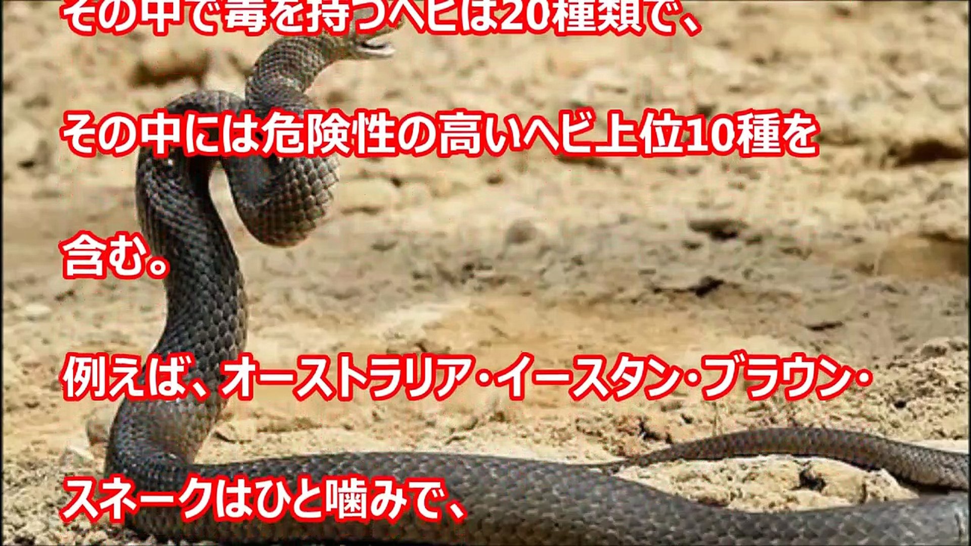 閲覧注意 恐怖 ヘビ関する Video Dailymotion