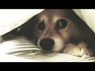 Cómo afecta la pirotecnia en las mascotas