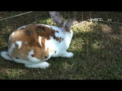 IMS - Wisata ternak kelinci di Bogor