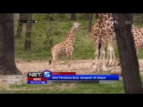 NET5 - Aksi bayi jerapah di depan Publik