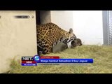 NET5 - Lahirnya bayi jaguar di Kebun Binatang California