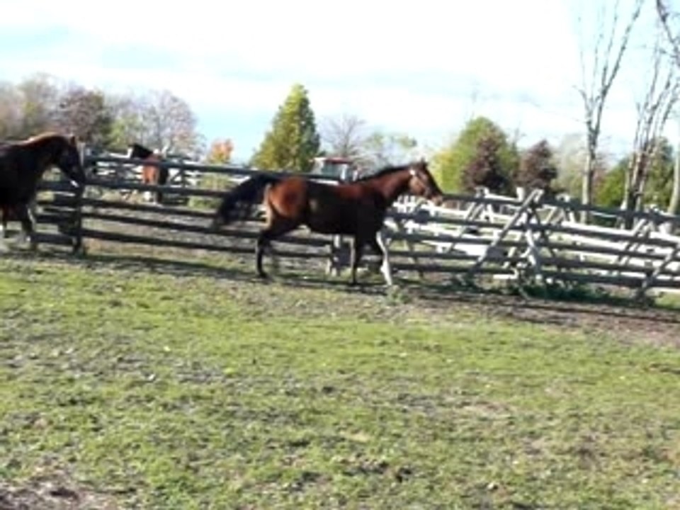 Willard trot 3